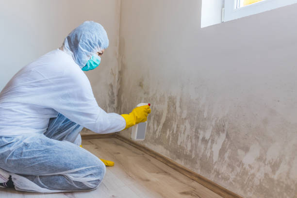 Licensed Basement Mold Remediation service in Hamilton, GA - 24 Hour Mold Removal