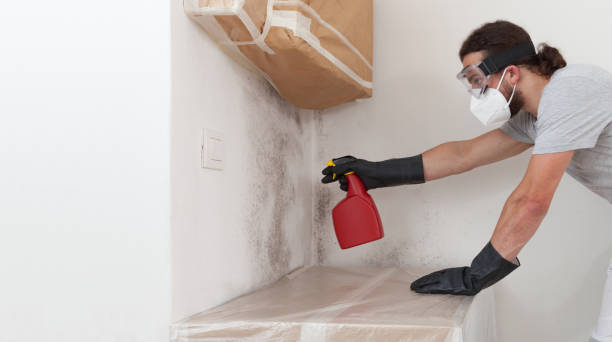 Professional Basement Mold Remediation technician working in Hamilton, GA