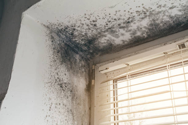 Affordable Basement Mold Remediation solutions in Hamilton, GA